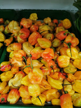 Load image into Gallery viewer, Scotch Bonnet Hot Pepper (price per 100gl
